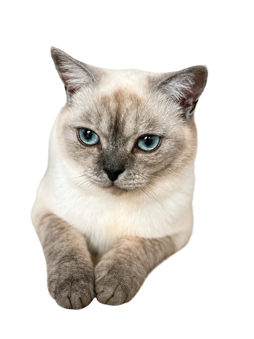 Darazus