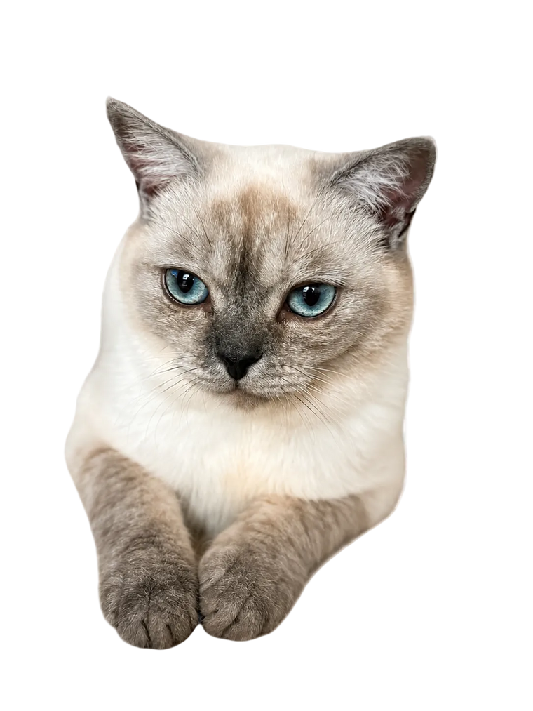 Darazus